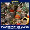 Dalton Snow Globe Boufan Cactus Garden Present Height 10cm Width Depth PLANTS WATER GLOBE BOOPHANE #003 6.5cm 6.5cm NB-0676/003