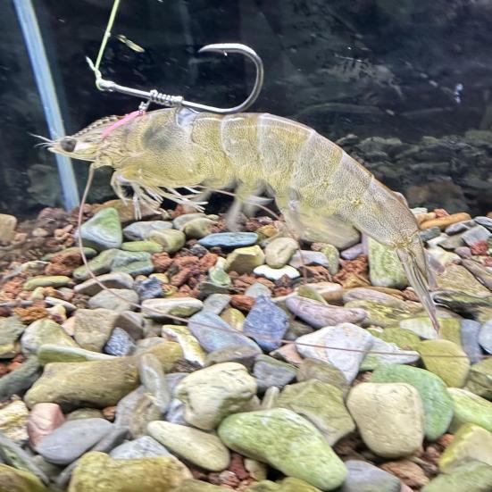 6/12Pcs Live Shrimp Fixing Hook Heavy Duty Carbon Steel Barbed Fishhook with Hole Freshwater Saltwater Fishing Hook Fishing Accessories