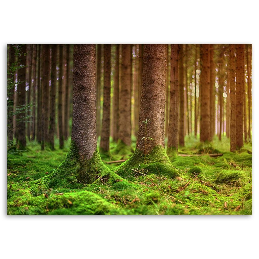 Печать на холсте, Лес Деревья Мох Природа