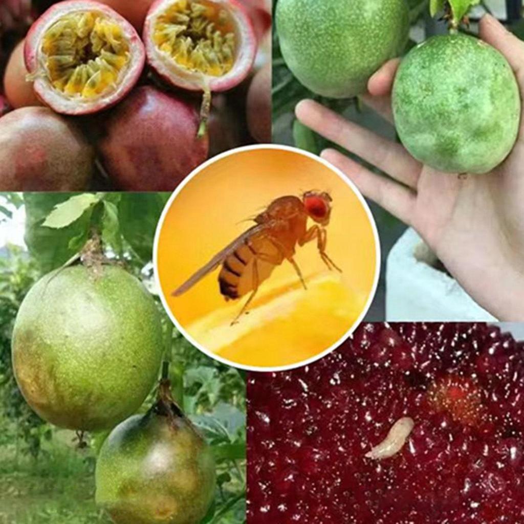 10 упаковок флайбола, прочный клей, непромокаемый, солнцезащитный, легко ловит насекомых, грибковые комары, фруктовые ловушки для мух