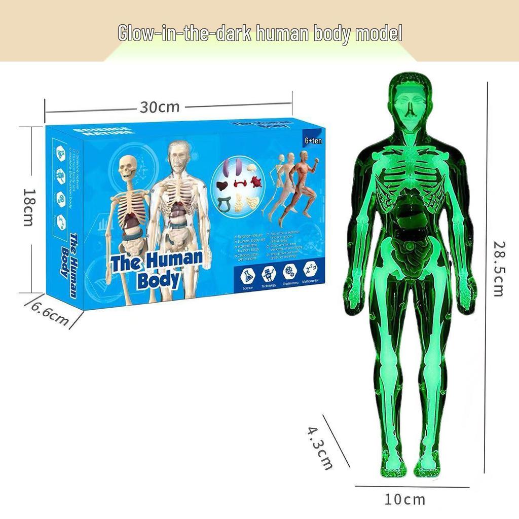 Children's Educational Anatomy Puzzle Toy - Cross-Border Human Skeleton Organ Assembly Model
