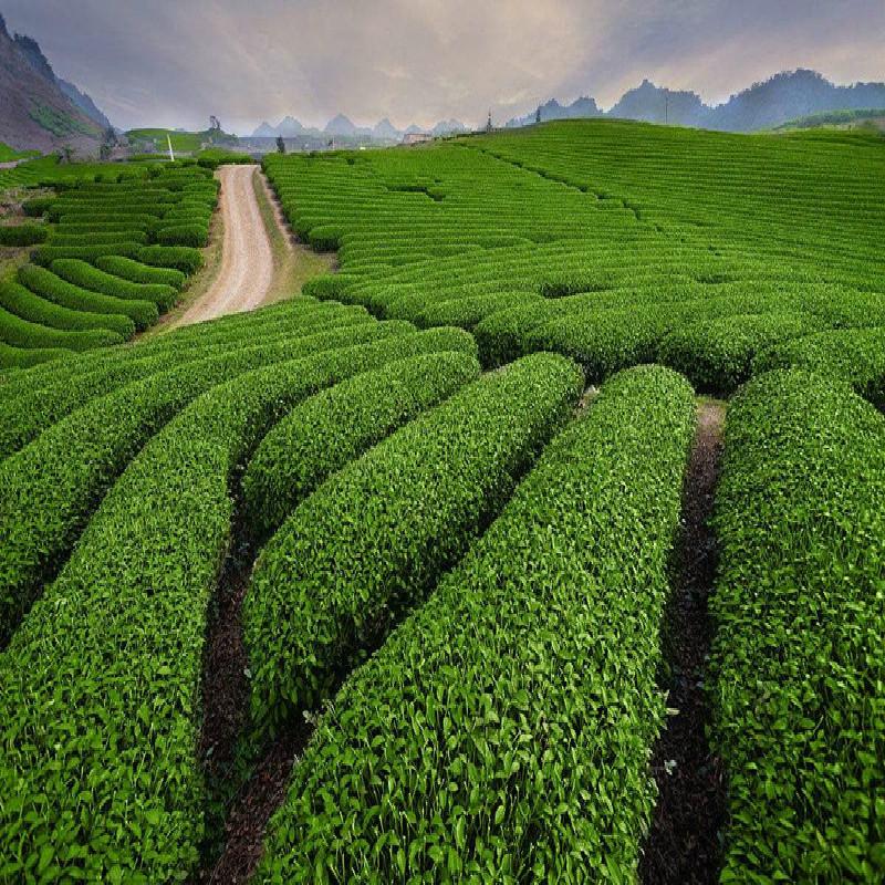 Oolong Tea 125g/250g/500g High Quality Natural Oolong Tea Ginseng High Cost-effective Tea