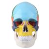 Medical Teach Instrument Coloured Adult Human Skull Anatomical Model with Identification Card