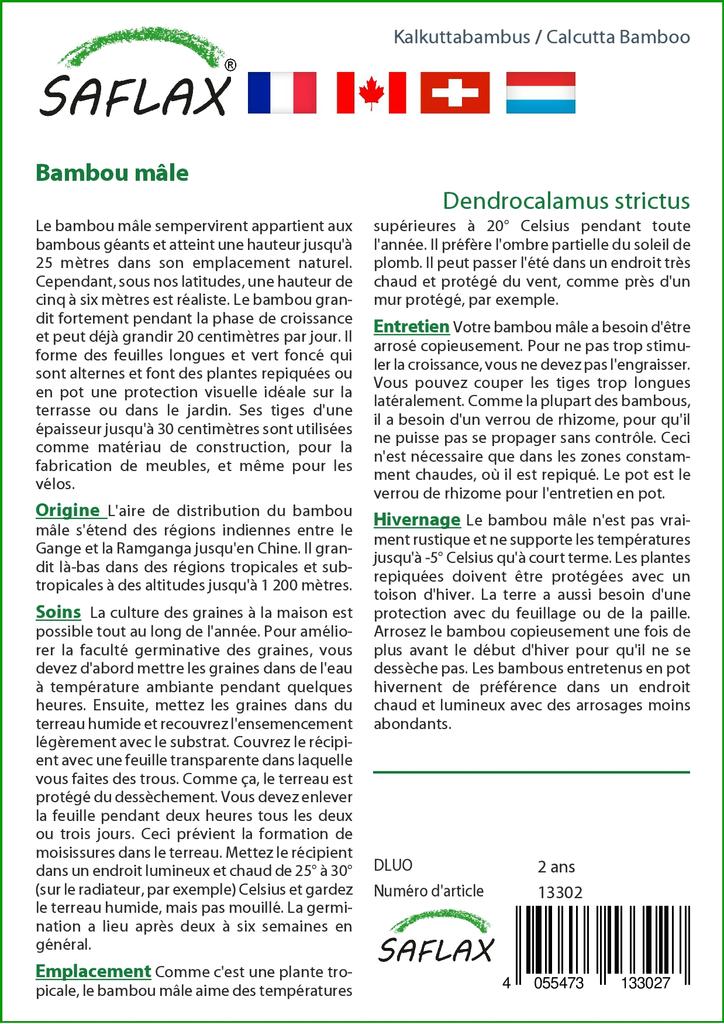 SAFLAX Калькуттский бамбук - 50 семян - Dendrocalamus strictus