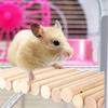 Гибкая лестница для лазания хомяка, многофункциональная игрушка для среды обитания хомяка, еж