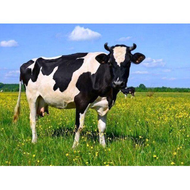 5D DIY алмазная живопись корова вышивка крестиком полная квадратная/круглая дрель Алмазная вышивка животные горный хрусталь фотографии ремесла подарок