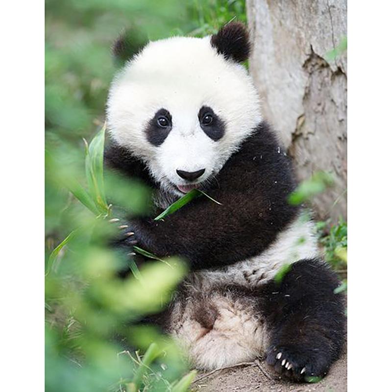 DIY Панда 5D алмазная живопись полная круглая дрель животное Алмазная вышивка крестиком мозаичные наборы настенное искусство домашний декор подарок