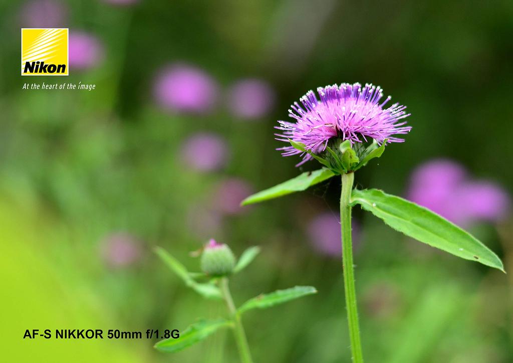 Nikon Single Focus Lens NIKKOR 50mm Full Size Compatible AF-S f/1.8G AF-S 50/1.8G