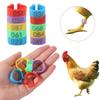 100pcs Plastic Poultry Ankle Bands Mixed Colour Bird Leg Sign Rings  Poultry Accessories