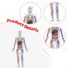 Модель человеческого тела для детей Фигурка Хэллоуин 3D Обучающие игрушки Органы Интерактивная наука Мальчики и