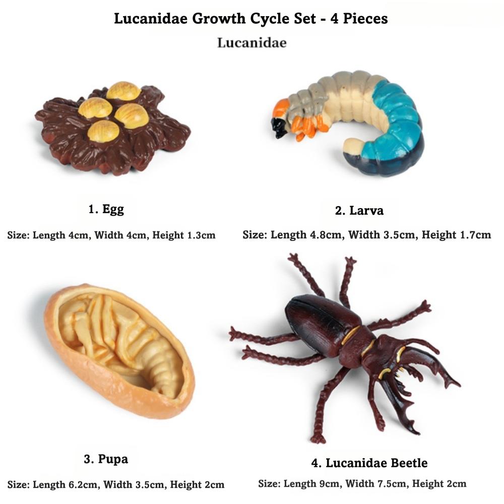 4 Pcs/Set Miniature Size Life Cycle Figurines Simulation Animal Models for Kids Educational Play