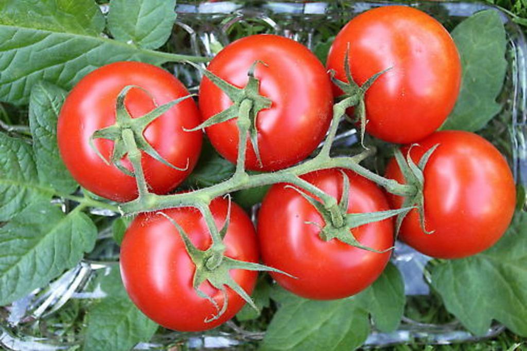 35 Moneymaker Tomato Seeds - Vegetable Garden Vegetable - Reproducible Peasant Seeds - Semi-Wild