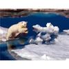 DIY Polar Bear 5D Diamond Painting Full Round Drill Animal Diamond Embroidery Cross Stitch Kit Mosaic Wall Art Home Decor