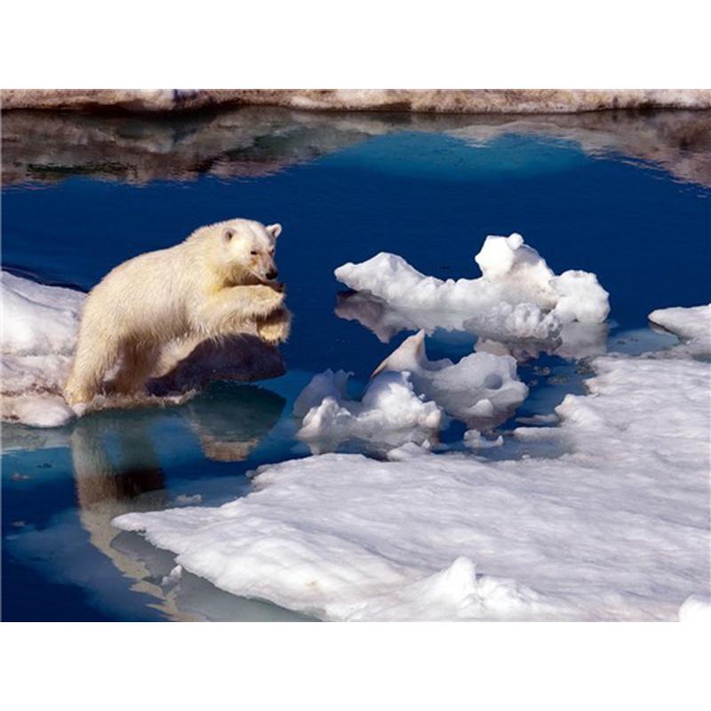 5D DIY Diamond Painting Full Round Drill Diamond Embroidery Animal Polar Bear Picture Mosaic Rhinestone Home Decoration