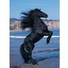 Полный круглый 5D DIY Алмазная картина Пляж Черная лошадь Вышивка Крестом