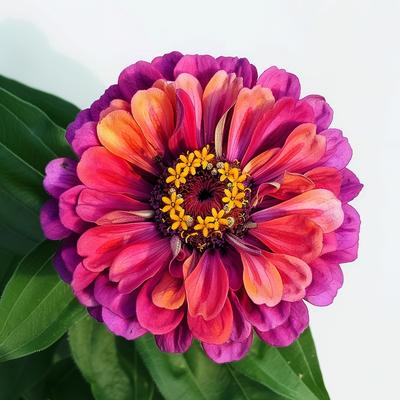 150 семян циннии Mystic Rose