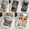 Чехол с изображением британской короткошерстной кошки для iPhone 14 13 12 11 16 15 Pro Max Mini Cover X XR XS 8 7 14 16 15 Plus Аксессуары
