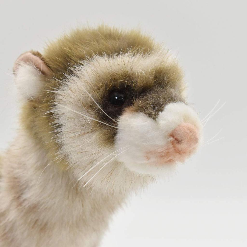 BH6310 HANSA Ferret 56