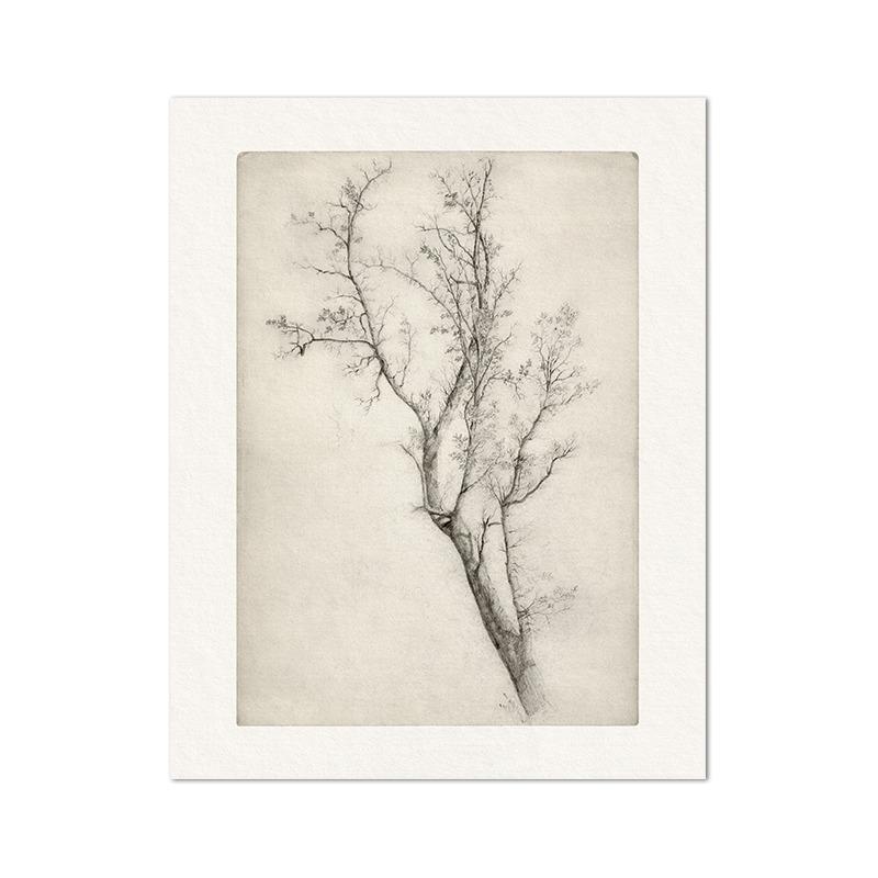 Эскиз дерева Винтажный рисунок Картина на холсте Фермерский дом Деревенский настенный рисунок Картина Антикварный ботанический постер Печать Декор для гостиной