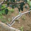 Fruit Tree Branch Shape Fixator Garden Yard Trees Support Holder Plants Vine Trainers M-Shaped Steel Wire Branch Bending Tools