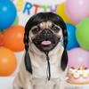 Funny Double Ponytail Pet Hairpiece Black Cosplay Wig Easy to Wear Animal Wig  Festival Cosplay