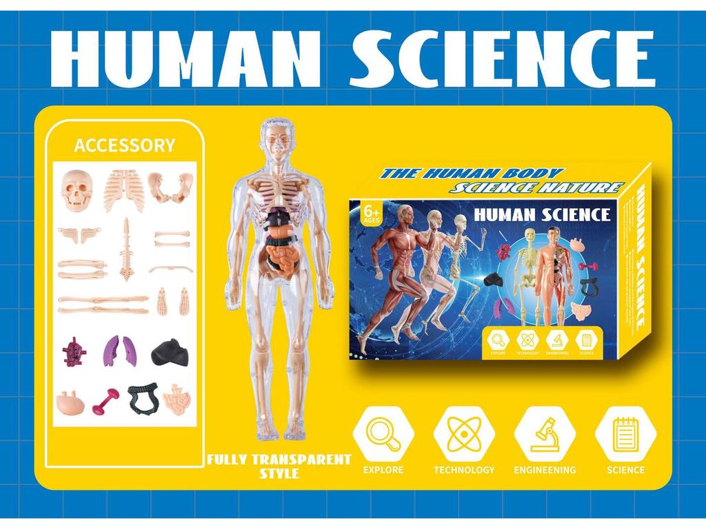 Набор 3D-модели человеческого скелета для детской образовательной анатомии и медицинского обучения