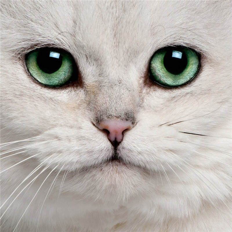 Животное DIY 5D алмазная живопись полная круглая дрель милый кот Алмазная вышивка крестиком стразы для гостиной настенное искусство
