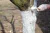 Granulated Garden Lime , For Tree Whitewashing & Soil Deacidification