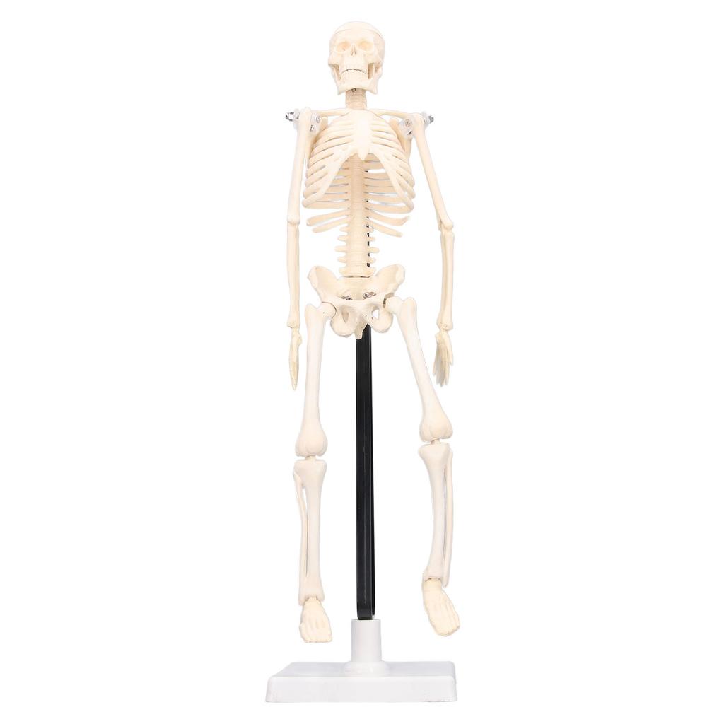 Human Skeleton Model 42cm Detachable Flexible Lightweight PVC Mini Teaching Skeleton Model
