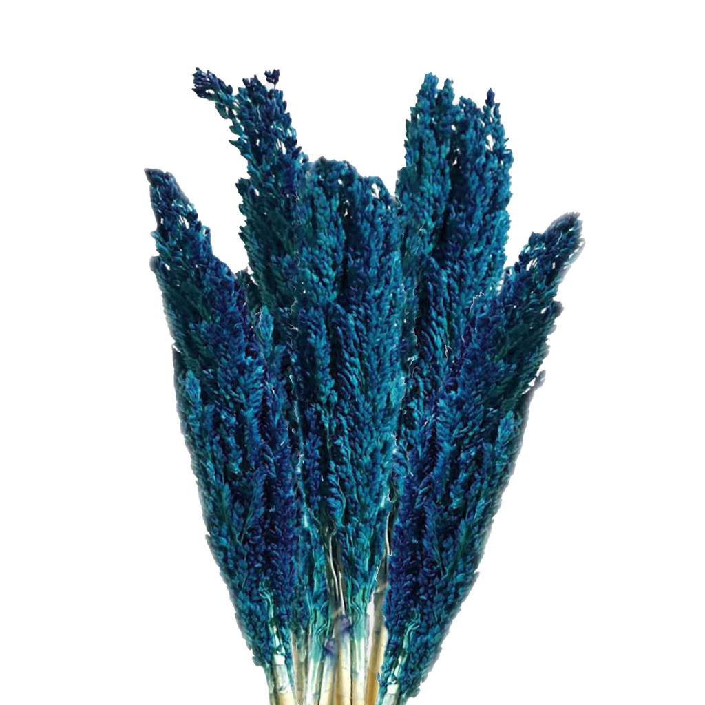 Cantal Grass Bunch Blue 6 Pack