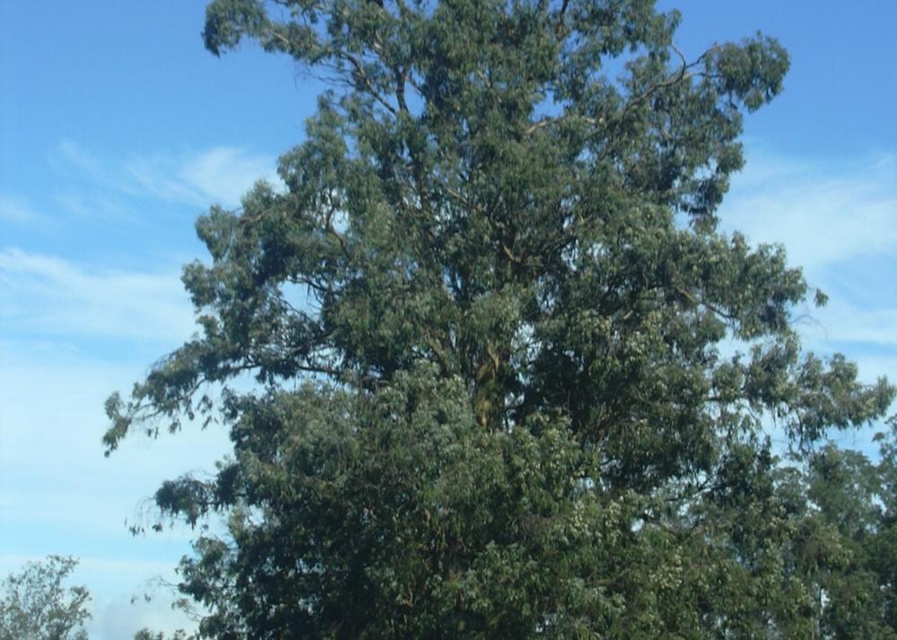 SAFLAX Тасманская голубая резинка - 100 семян - Eucalyptus globulus