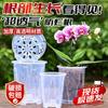 transparent root control 10cm w/ tray, 3 шт.