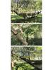 Fully Automatic Quick-Open Mosquito Net Hammock with Support Rod for Single/Double Camping