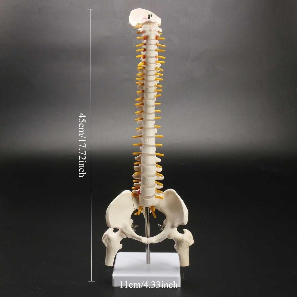 1 шт. 45 см позвоночник человека с моделью таза анатомическая анатомия позвоночника медицинская модель позвоночника модель позвоночника