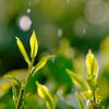 Chinese Oolong Tea. Type: Tieguanyin (Iron Goddess of Mercy). Characteristics: High-mountain origin, chestnut aroma, loose leaf.