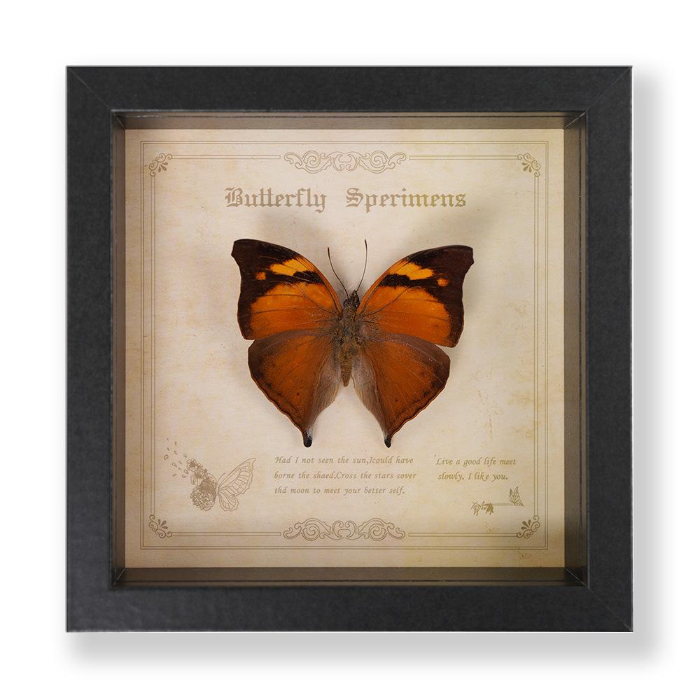 Декоративная картина с образцом бабочки Зеленый Парусник - Настоящее насекомое для демонстрации