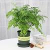 Maidenhair Fern Potted Plant: Air-Purifying, Formaldehyde-Absorbing, Mosquito-Repelling, Easy-Care Indoor Greenery for Homes and Offices.