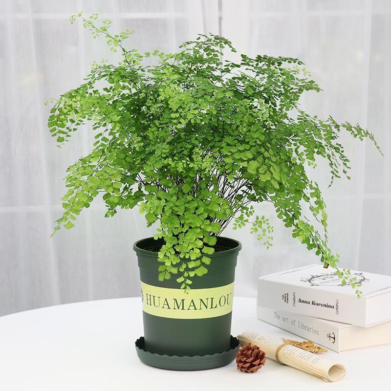 Maidenhair Fern Potted Plant: Air-Purifying, Formaldehyde-Absorbing, Mosquito-Repelling, Easy-Care Indoor Greenery for Homes and Offices.