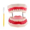 Human Mouth Teeth Model Teaching Tools+ Toothbrush Magnification 6x