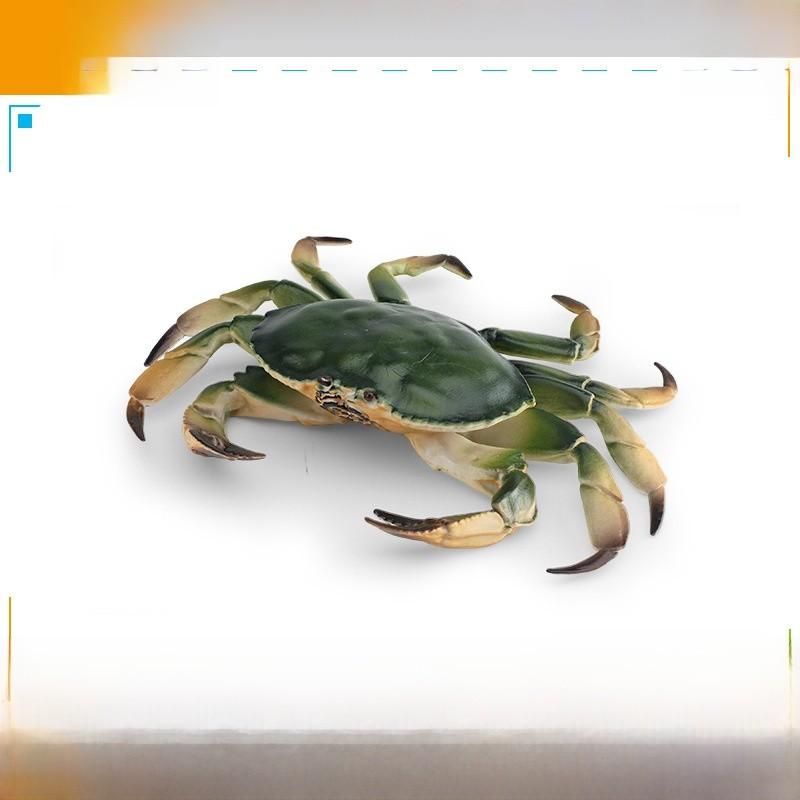Marine Life Crab Replica For Kids Learning Aquarium Decoration Pvc Collectible
