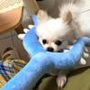 Плюшевая Охотничья Палка Кавайный Кролик Хативарэ Кошка Игрушка Ins Корейский Мультфильм Аниме Друг Подарок на День Рождения