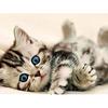 HC Oil Painting Canvas Beach Cat 5D Embroidery Diamond Rhinestone Pasted DIY Cross Stitch