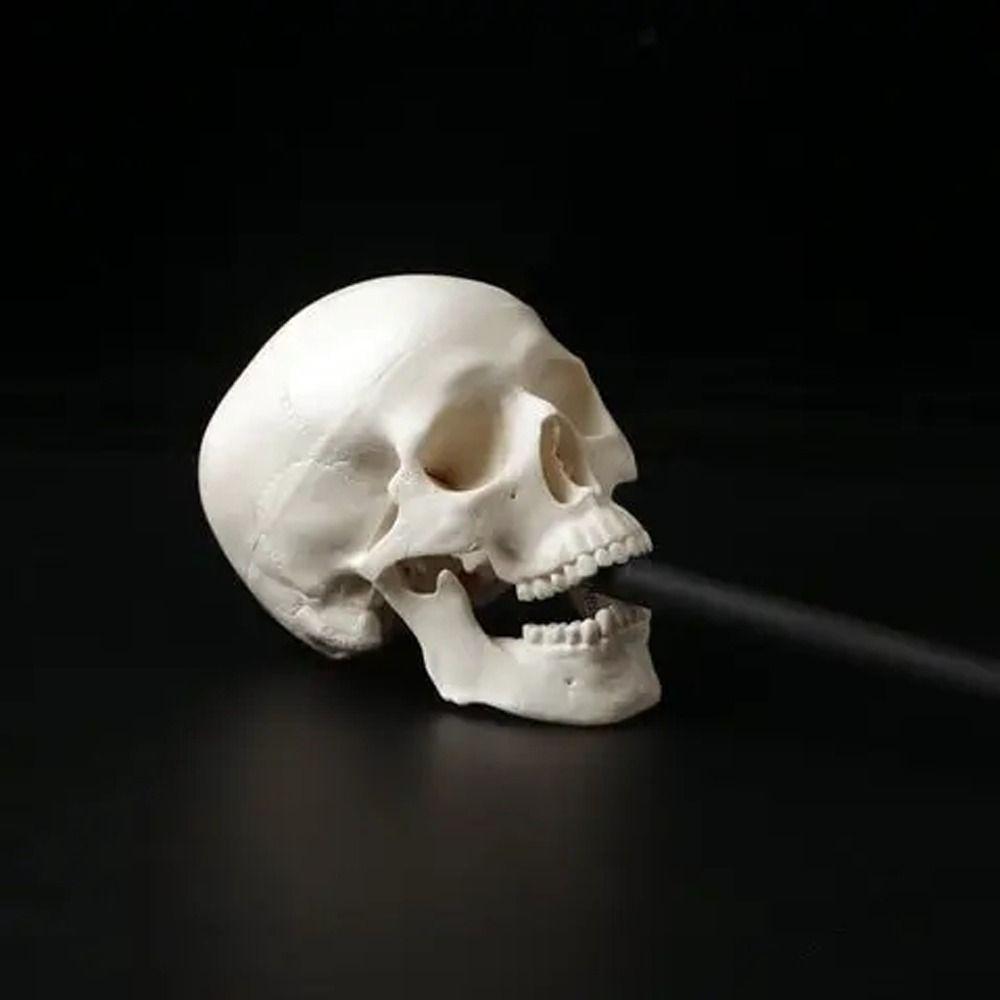 Удобная модель черепа, кепка с анатомическим черепом, модель головы человека, обучающие принадлежности