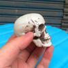 Halloween  Artificial Skull Head Model Skull Bone Scary Horror Skeleton Ornament
