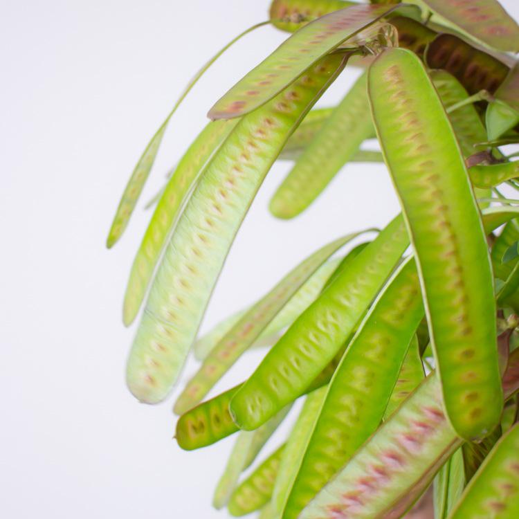 Fresh Cut Hyacinth Bean Flowers and Green Plants for Floral Arrangements or Dried Designs.