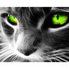HC Алмазная вышивка Кошка Алмазная картина Вышивка крестом Наборы ручной работы DIY Алмаз