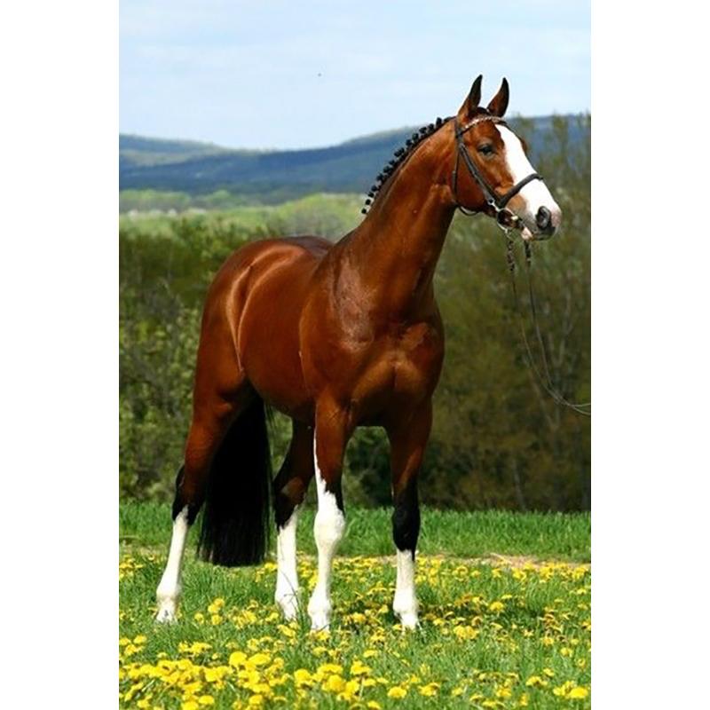 Лошадь DIY 5D алмазная живопись полная круглая дрель животное Алмазная вышивка крестиком мозаичные наборы Смола стены книги по искусству домашний декор