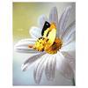 5D Diy Diamond Painting Butterfly Animal Cross Stitch Kit Full Drill Embroidery Mosaic Art Pictures of Rhinestones Home Decor