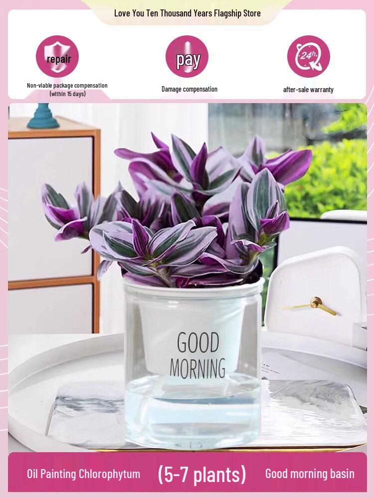 Wedding Lily of the Valley Rouge Cloud Succulents: Indoor Office Flowers & Desktop Green Plants