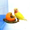 Funny Fruit Shape Bird Orange Pomegranate Food Water Feeding Bowl Container Feeders For Crates Cages Coop Pet Parrot Feeder